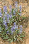 Skyblue lupine